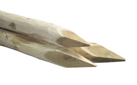 Robinia